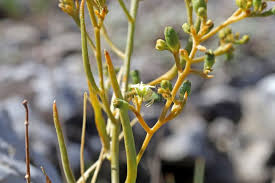 Image result for Thesium thamnus