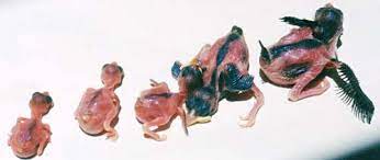 Baby Bird Identification Gallery