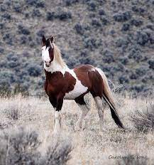 War Eagle Mustang Of The South Steens Or Horses Horse Breeds Pretty Horses