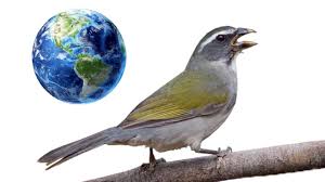 Canto De Trinca Ferro Bom Dia Seu Chico Com Boi Canto Do Trinca Ferro Trinco Passaro Trinca Ferro Aves Do Brasil
