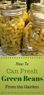 This is how my mom always made green beans. Home Canned Green Beans Cooking Fresh Green Beans Can Green Beans Green Beans