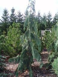 This evergreen shrub is best known for its. Weeping Dwarf Evergreen Trees Weeping Cypress Tree Dwarf Evergreen Trees Weeping Evergreen Trees Landscape Trees