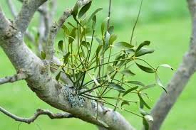 Image result for Viscum subserratum