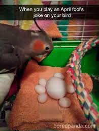 144 Funny Bird Snapchats That May Leave You With The Biggest Smile With Images Funny Birds Funny Animals Cute Funny Animals
