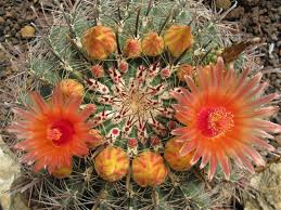 Barrel cactus, members of the genera ferocactus and enchinocactus, is an tidy addition to an arid garden in usda hardiness zones 9 through 11. Ferocactus Wislizeni Arizona Barrel Cactus World Of Flowering Plants