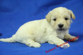 5550 b and j hsy mill st hickory, nc 28602 get directions. Shihpoo Shih Poo Puppies Shih Poo Puppies