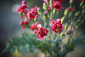 Ama sonbaharda hangi soğanlı çiçekler ekilir? Hangi Cicek Ne Zaman Ekilir Cicek Ekim Takvimi