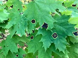 Is your tree exhibiting die back of limbs, blackening leaves all over? Black Spots On Maple Leaves Here S What You Should Do
