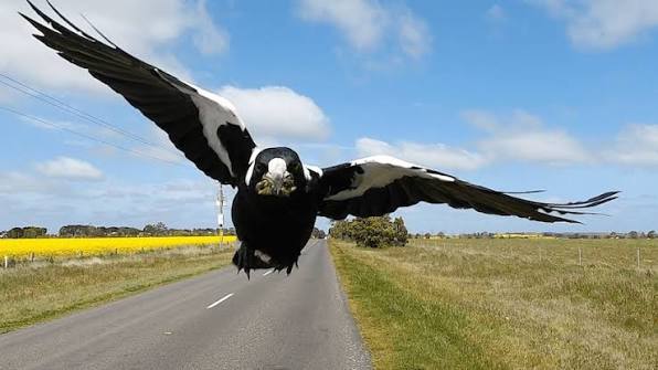 Why magpies swoop and how to avoid being a target - ABC listen