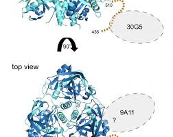 An arenavirus is a bisegmented ambisense rna virus that is a member of the family arenaviridae. New Antibody Weapons Against Marburg Virus Global Biodefense