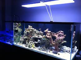 Lower The Photoperiod For The White Leds Photo Led Aquarium Lighting Aquarium Lighting Led Lights