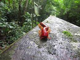 More images for rainforest indonesia animals » Borneo Invertebrates Wwf