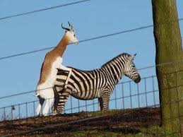 Animals Mating - Animals Mating added a new photo.