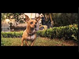 Edward james olmos diablo (voce). Beverly Hills Chihuahua Alchetron The Free Social Encyclopedia