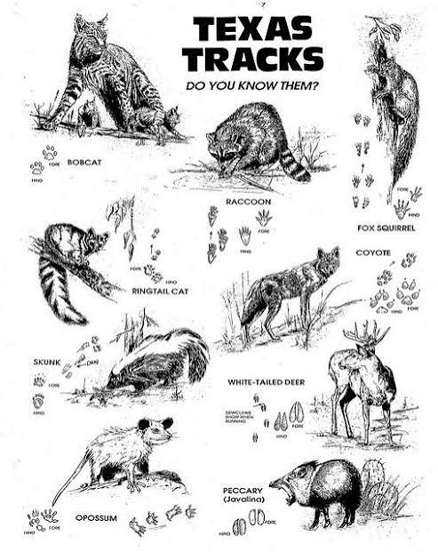 Wildlife Tracks and Paw Prints