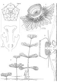 Image result for Napoleonaea angolensis