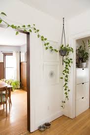 Get yourself a zz plant! Pin On Pothos In All Forms Small And Mature Growth