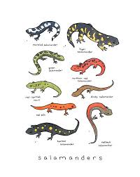 Salamanders Chart Print Animal Wall Art Kids Room Wall Decor Salamander Animal Wall Art Cute Reptiles