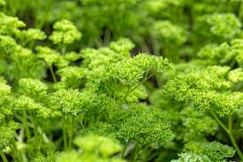 Image result for Petroselinum