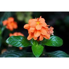 Image result for Crossandra fruticulosa