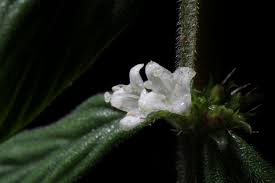 Image result for Hexasepalum sarmentosum