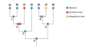 Image result for Adenolobus pechuelii
