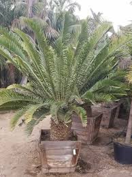 Image result for Cyathula natalensis