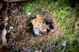 Campagnol terrestre : ne laissez surtout pas ce petit rongeur sinstaller  dans votre jardin ! - Le Parisien