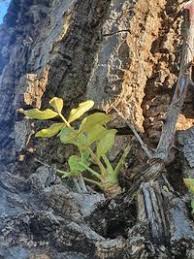 Image result for Zanthoxylum chalybeum