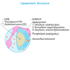 Lipoproteins Biochemistry Flashcards Draw It To Know It