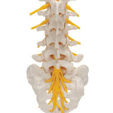 Image result for Lumbar vertebrae