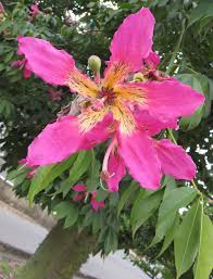 Image result for Ceiba speciosa