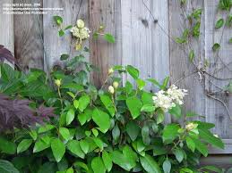 When it is established it will develop large very pretty creamy white lace cap flowers in late summer. Plantfiles Pictures Hydrangea Species Evergreen Hydrangea Hydrangea Seemannii By Doss