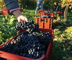 Image result for Lobesia botrana grapevine