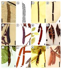 Image result for Argyrolobium rupestre