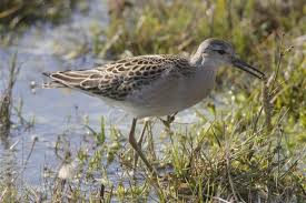 Ruffs are best known for their bizarre courtship plumage and rituals. Ruff Birdwatch Ireland