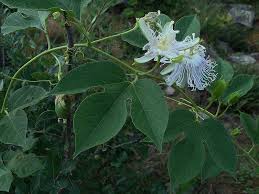 At rita's, we specialize in delivering cool treats in a fun, inviting, and family friendly environment. Know Your Natives Purple Passionflower Arkansas Native Plant Society