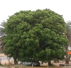 Image result for Albizia lebbeck