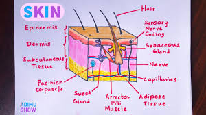 How To Draw Skin Layers Integumentary System Step By Step Drawing Youtube