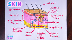 Learn about the skin's function and conditions that may affect the skin. How To Draw Skin Layers Integumentary System Step By Step Drawing Youtube