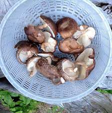 Growing Shiitake Mushrooms Gardening Andrew Weil M D In 2021 Stuffed Mushrooms Growing Shiitake Mushrooms Shiitake Mushroom
