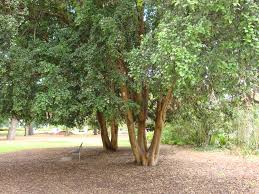 Image result for Elaeodendron croceum
