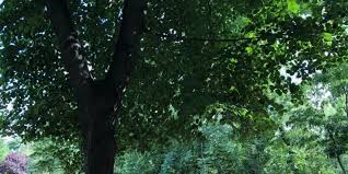 Ancak bu maliyet hesaplarında inşası yapılacak olan binanın düz dikdörtgen mi, girintili duvarları var mı, asansör, bodrum kat, çatı katı gibi kritlerleri bulunacak mı gibi. Agac Dikerek Para Kazaniyorlar Gelecegi Yesil Tasarla Yesilodak Com