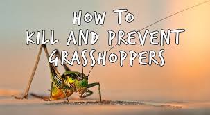 Never spray for grasshopppers within your vegetable garden, either with botanicals or synthetics. How To Get Rid Of Grasshoppers Natural Grasshopper Control Epic Gardening