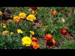 How To Grow Marigolds From Seed Growing Marigolds Lemon Tree From Seed Plants