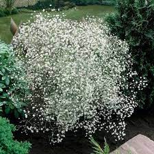 Gypsophila Paniculata Perennial Biennial Seeds Thompson Morgan Baby S Breath Plant Cottage Garden Plants Gypsophila