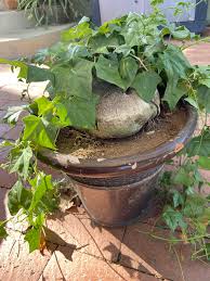 Image result for Corallocarpus triangularis