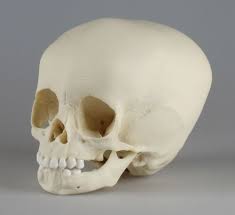 A month is 1/12 th of a year. Child Skull 15 Months Old