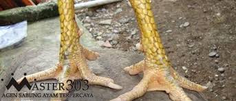 Bentuk dan model kaki ayam petarung pukul saraf/ko : Tips Mengenali Sisik Kaki Ayam Bangkok Pembunuh Misterius