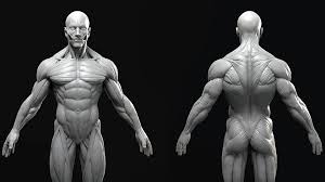 You can download it from gumroad for 10 bucks, enjoy. Male Anatomy Model Sculpt